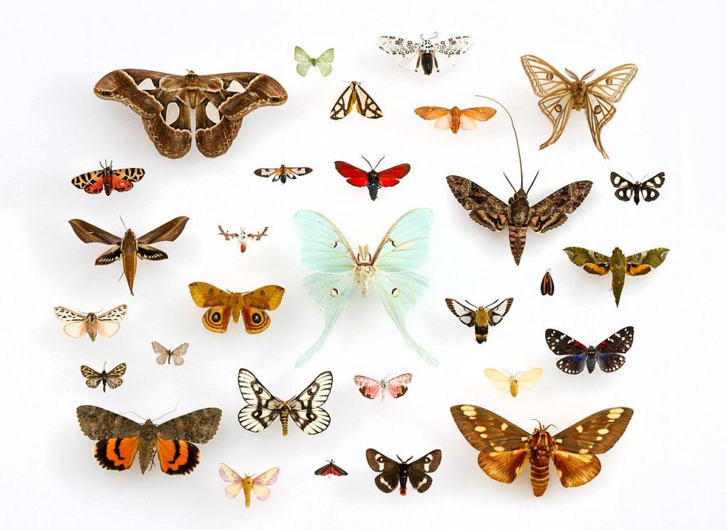 Թեփուկաթևեր կամ թիթեռներ-Lepidoptera